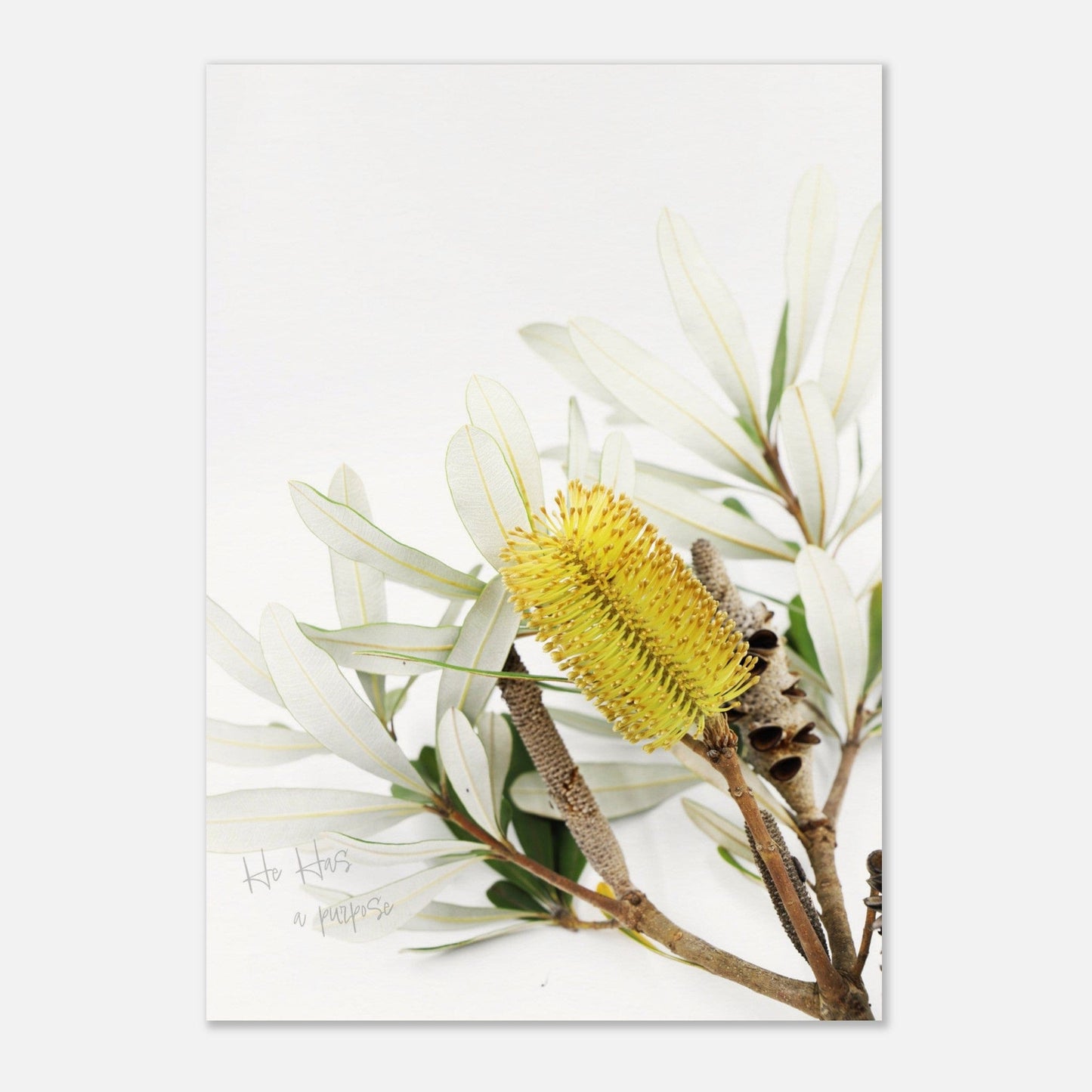 MiCoo Art & Decor Fine Art Print PURPOSE IN THE SEASON - Floral - Fine Art Print