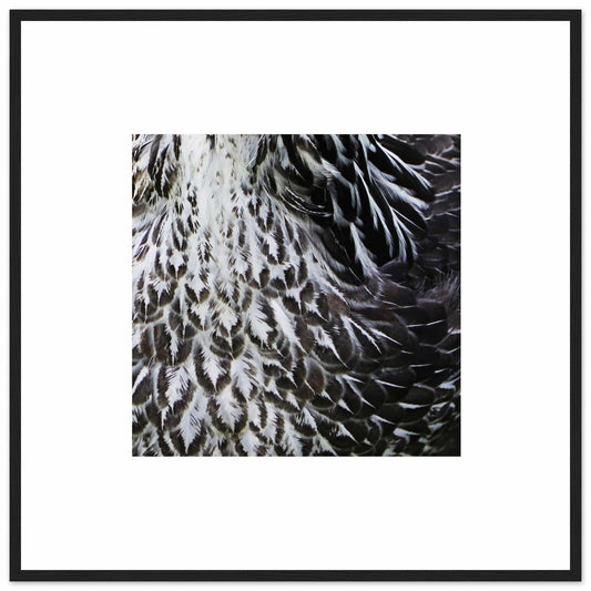 MiCoo Art & Decor Posters, Prints and Visual Artworks 70x70 cm / 28x28″ / Black frame EACH FEATHER - Monochrome - Framed Poster