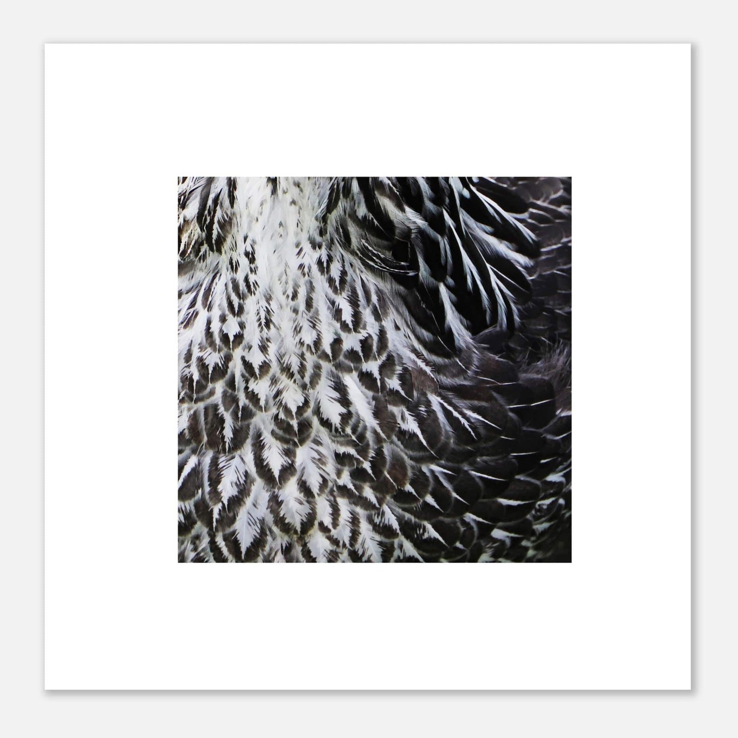 MiCoo Art & Decor Posters, Prints and Visual Artworks EACH FEATHER - Monochrome - Poster