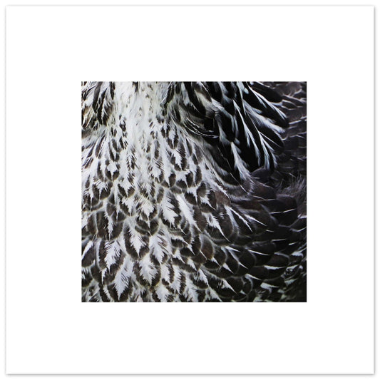 MiCoo Art & Decor Posters, Prints and Visual Artworks 50x50 cm / 20x20″ EACH FEATHER - Monochrome - Poster