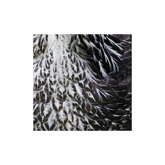 MiCoo Art & Decor Posters, Prints and Visual Artworks EACH FEATHER with UNDER HIS WING - Collection - Monochrome - Framed Poster
