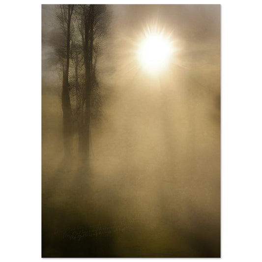 Abstract muted  Landscape of sun shining through tree outlines.