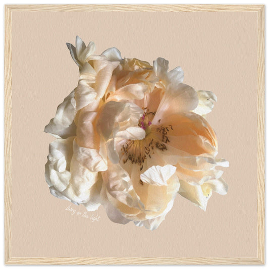 MiCoo Art & Decor Posters, Prints and Visual Artworks 50x50 cm / 20x20″ / Wood frame LIVING IN THE LIGHT - Floral - Framed Poster