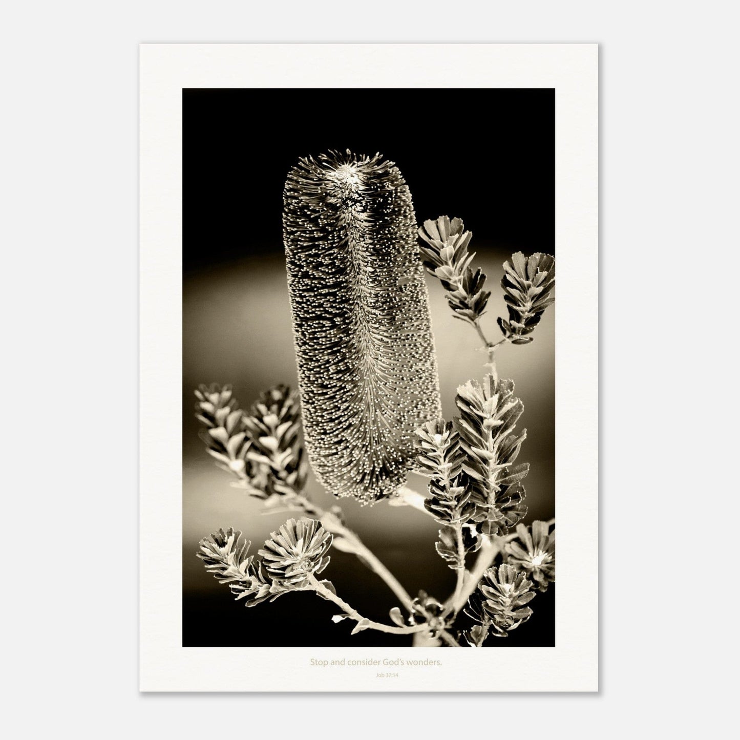 Micoo Art & Decor Posters, Prints and Visual Artworks WONDER - Floral - Monochrome - Fine Art Print