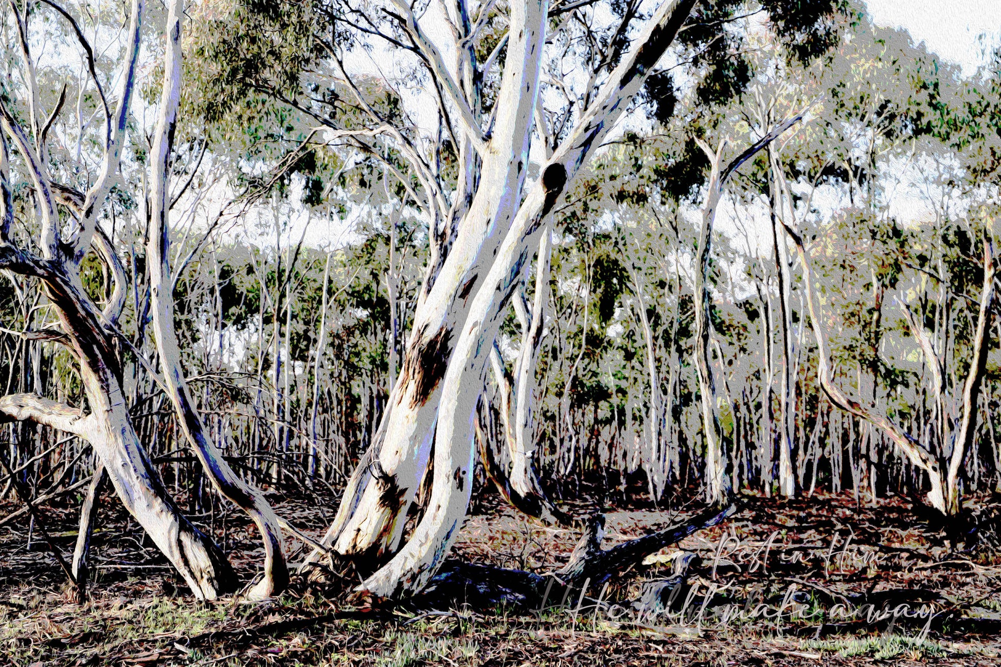 Australian gum tree landscape with a Christian theme 