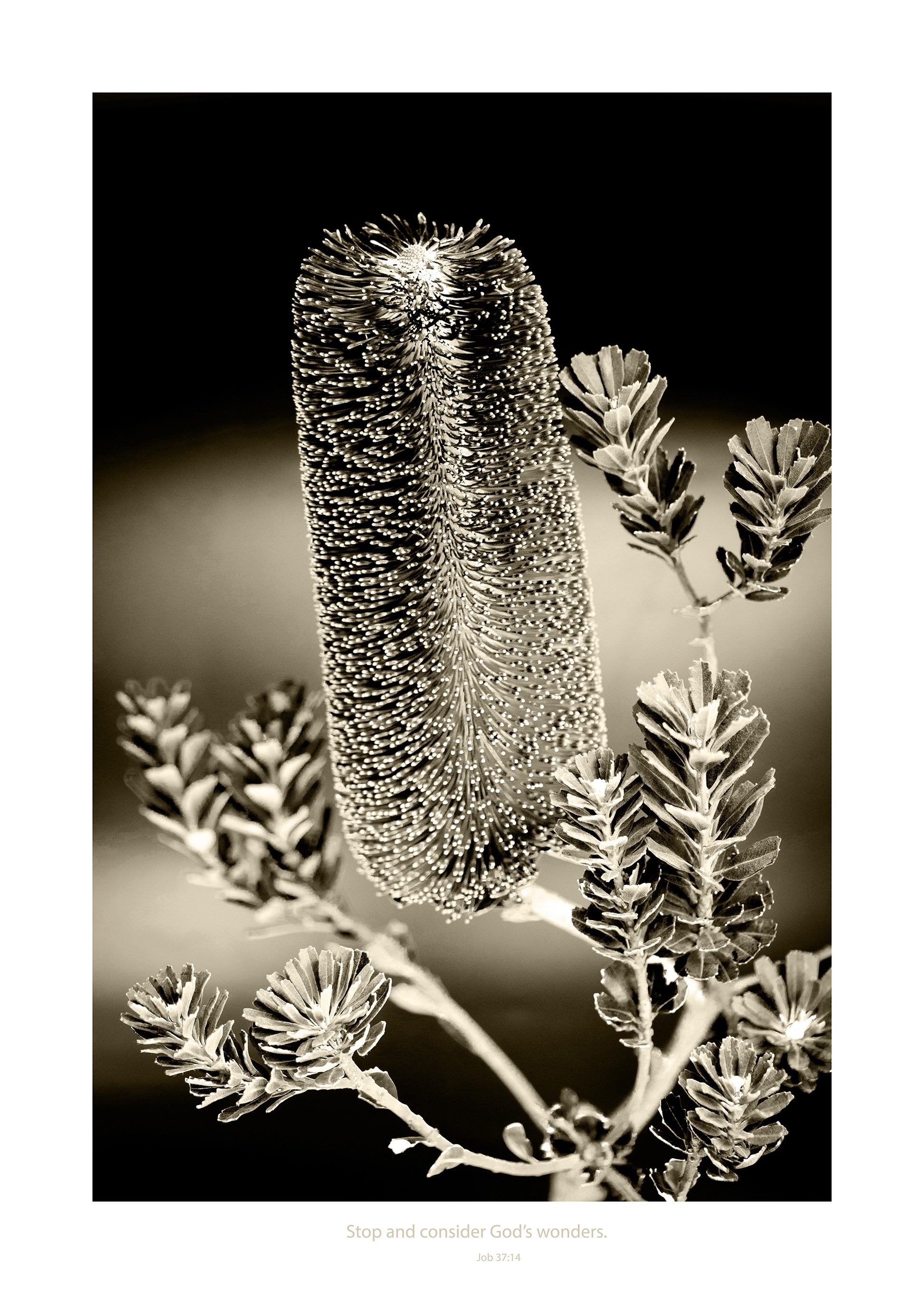 Monochrome banksia with meaningful words underneath