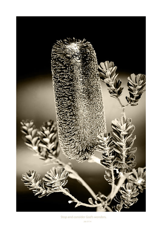 Monochrome banksia with meaningful words underneath