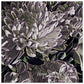 MiCoo Art & Decor Posters, Prints and Visual Artworks 30x30 cm / 12x12″ A HOPE AND A FUTURE - Floral - Fine Art  Print