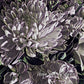 MiCoo Art & Decor Posters, Prints and Visual Artworks A HOPE AND A FUTURE - Floral - Framed Canvas