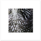 MiCoo Art & Decor Posters, Prints and Visual Artworks 40x40 cm / 16x16″ EACH FEATHER - Monochrome - Poster