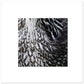 MiCoo Art & Decor Posters, Prints and Visual Artworks 70x70 cm / 28x28″ EACH FEATHER - Monochrome - Poster