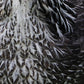 MiCoo Art & Decor Posters, Prints and Visual Artworks EACH FEATHER with UNDER HIS WING - Collection - Monochrome - Digital Download