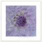 MiCoo Art & Decor Posters, Prints and Visual Artworks 50x50 cm / 20x20″ / White frame KEEPING CLOSE -  Floral - Framed Poster