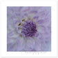 MiCoo Art & Decor- Posters, Prints and Visual Artworks 50x50 cm / 20x20″ KEEPING CLOSE - Floral - Poster
