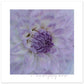 MiCoo Art & Decor- Posters, Prints and Visual Artworks 70x70 cm / 28x28″ KEEPING CLOSE - Floral - Poster