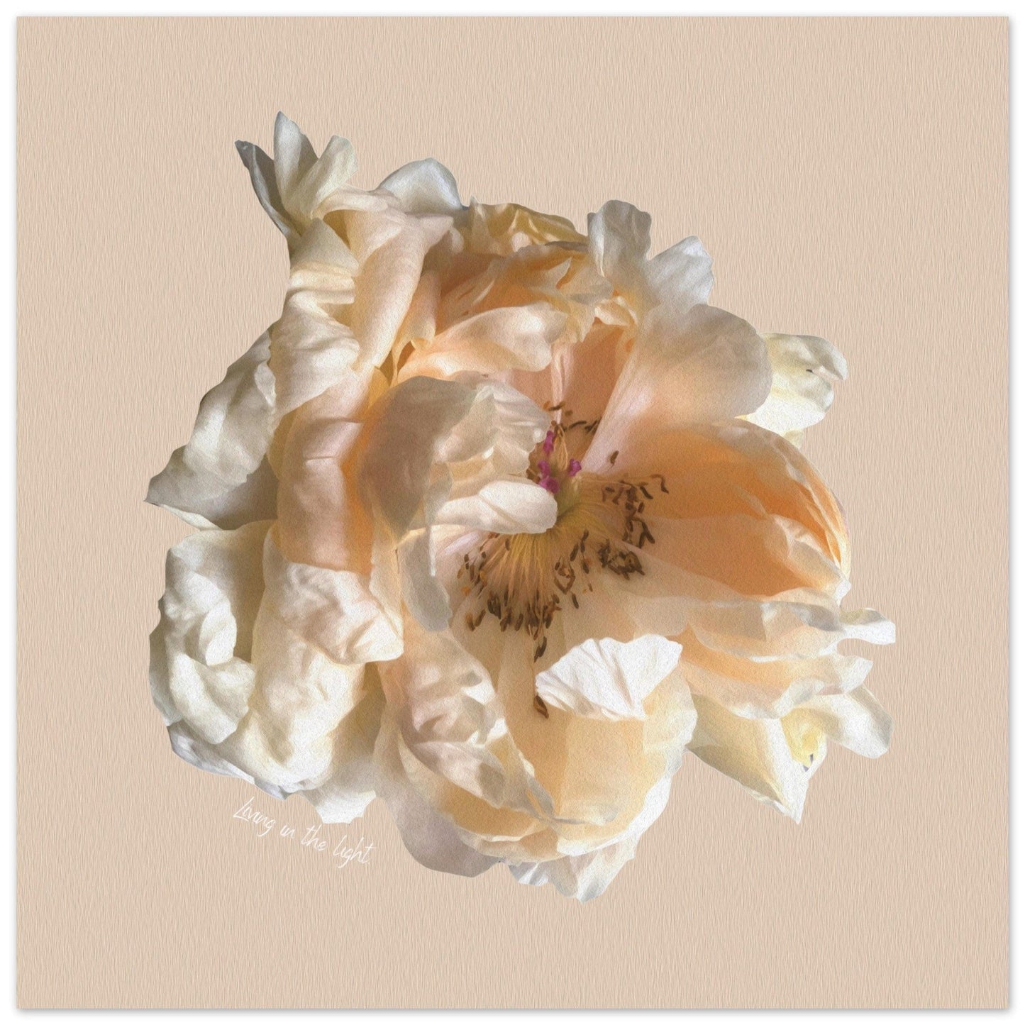Rose poster focusing on natural textures and colours with the phrase 'Living in the Light' in soft natural tones