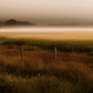 landscape earthy tones canola field  of mist in background rustic fence