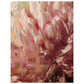 Micoo Art & Decor Posters, Prints and Visual Artworks 27x35 cm / 11x14″ TIME TO BLOOM - Floral - Poster